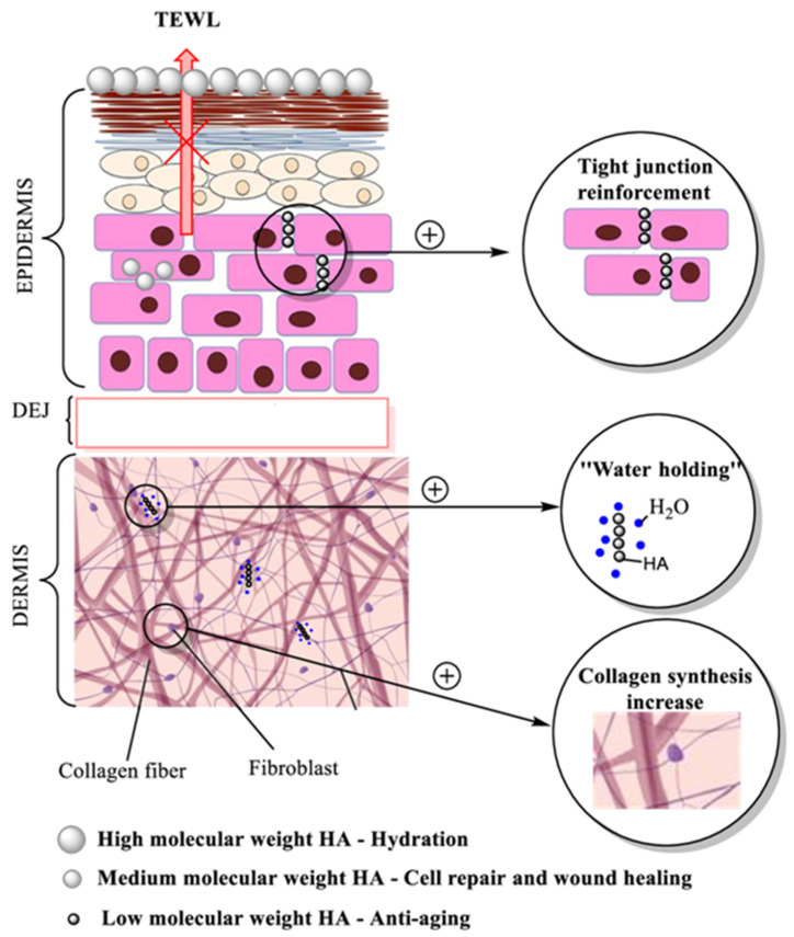 hyaluronic acid water retention